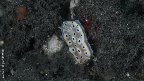 The nudibranch clam crawls along the bottom of the tropical sea, lifting its mantle.
Twin Nudibranch (Goniobranchus geminus) 35 mm. ID: white-dark blue-bluish-yellow marginal bands. photo