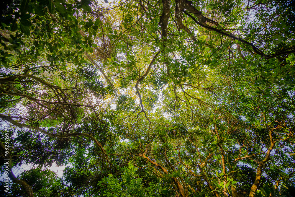 Fototapeta premium green leaves in the forest