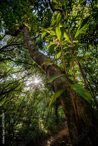 tree in the forest