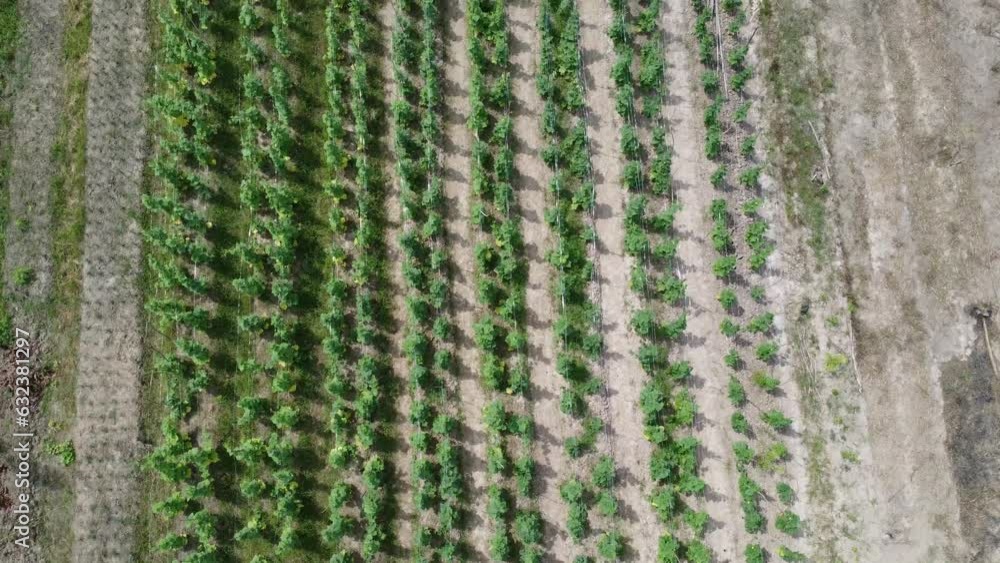 Aerial view of the spinach plantation area Aerial view of the spinach plantation area