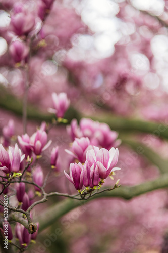 Cherry Blossoms © Karalee