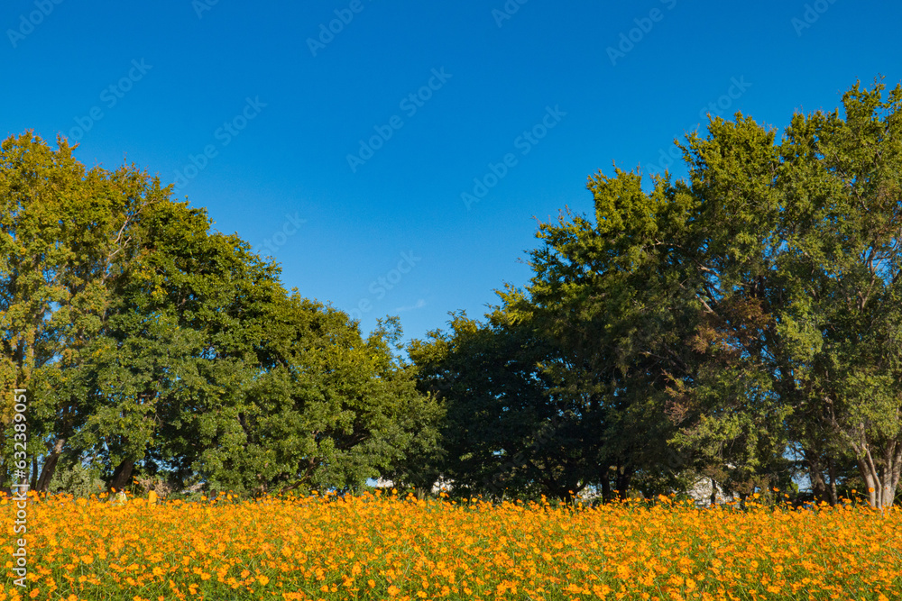 Obraz premium 美しいコスモス