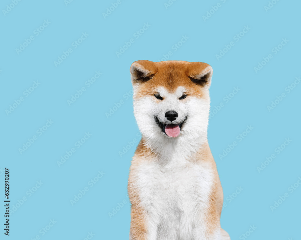 Portrait of a cheerful akita inu pappy on blue background