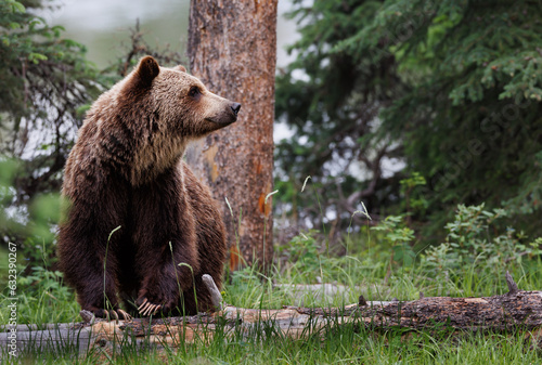 A grizzly bear looking to the right