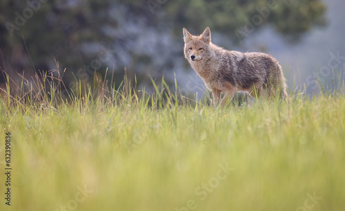 A coyote standing on a small hill
