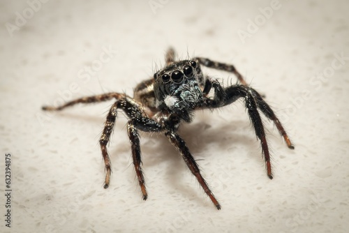 Adorable Jumping Spider