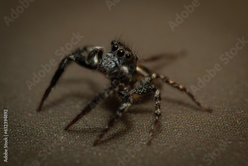 Adorable Jumping Spider