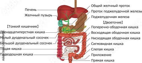 消化器系　内臓　イラスト　ロシア語