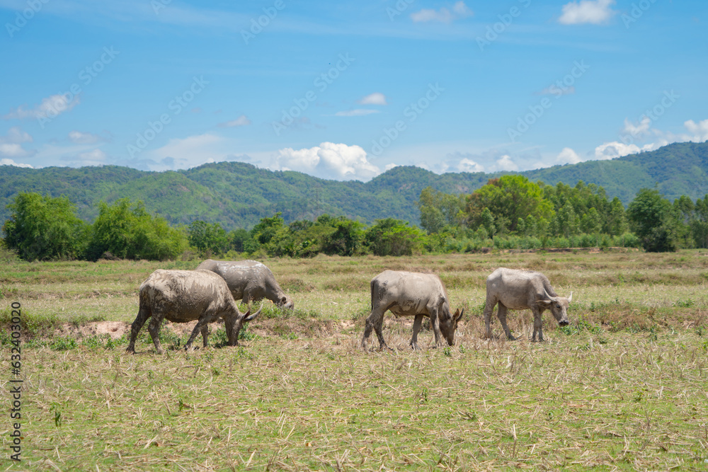 Thai Buffalo eating dry grass in a farm field. Animals in agriculture.