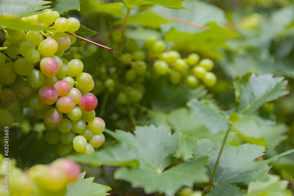 Ripening green and red grapes with lots of foliage and a blurred background. Ripening green and red grapes with lots of foliage and a blurred background.