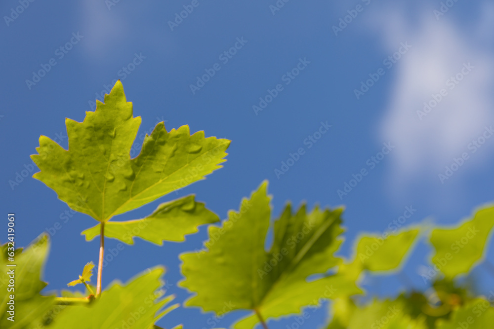 Fresh green leaves of a vine with raindrops from below against the blue sky. Empty space for postcards. Fresh green leaves of a vine with raindrops from below against the blue sky. Empty space for postcards.