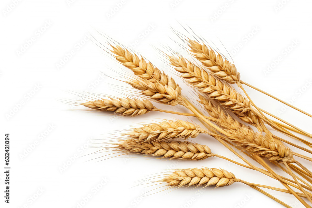 Wheat ears or ripe rice that harvest from fields isolated on white background, clean dried sheaf crop, with Generative Ai. Wheat ears or ripe rice that harvest from fields isolated on white background, clean dried sheaf crop, with Generative Ai.