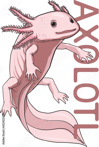 illustration of axolotl vector