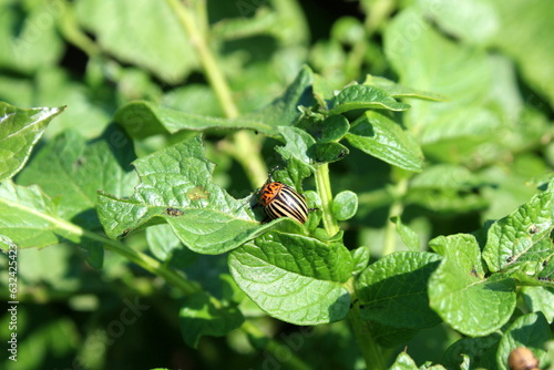 The Colorado potato beetle eats potato leaves on a sunny day. ©  DENIS  