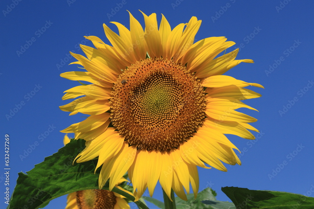 Sunflowers can be seen in the summer Sunflowers can be seen in the summer