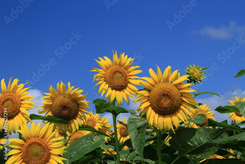Sunflowers can be seen in the summer