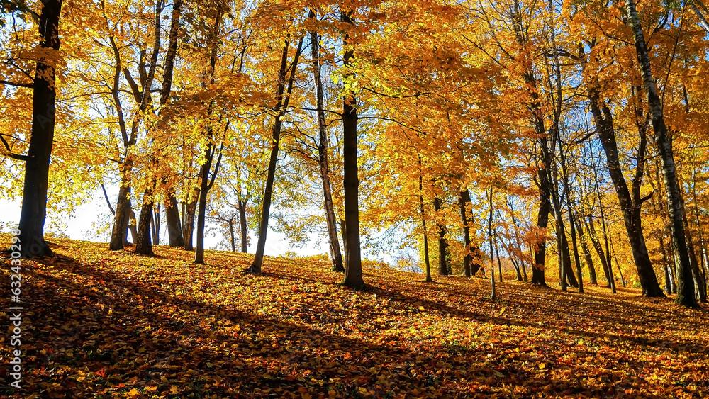 Obraz premium The Gloden Autumn season with Beautiful romantic alley in a park with colorful trees and sunlight. autumn natural background