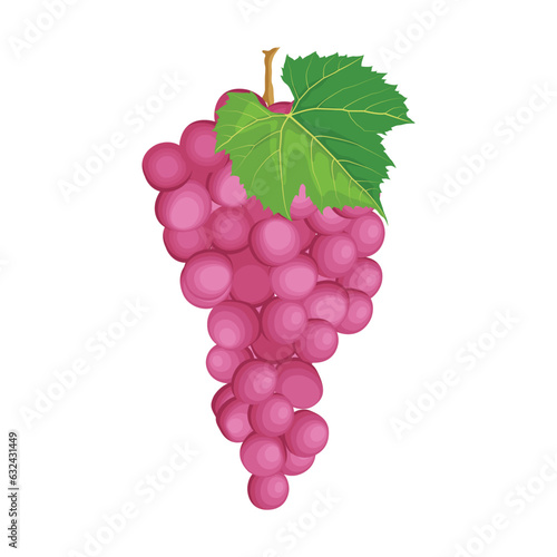 Vector illustration different bunch of wine grapes. Green, violet and red pink fruit of raw ripe grape banches with leaf and plant tendrils image set.