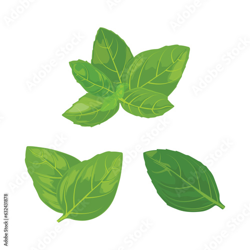 Vector illustration collection of greenery leaf basil plant. Forest herbs tropical leaves in cartoon flat style. Different green leaf design and tropical foliage. Leaves drawing isolated on white