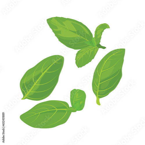Vector illustration collection of greenery leaf basil plant. Forest herbs tropical leaves in cartoon flat style. Different green leaf design and tropical foliage. Leaves drawing isolated on white