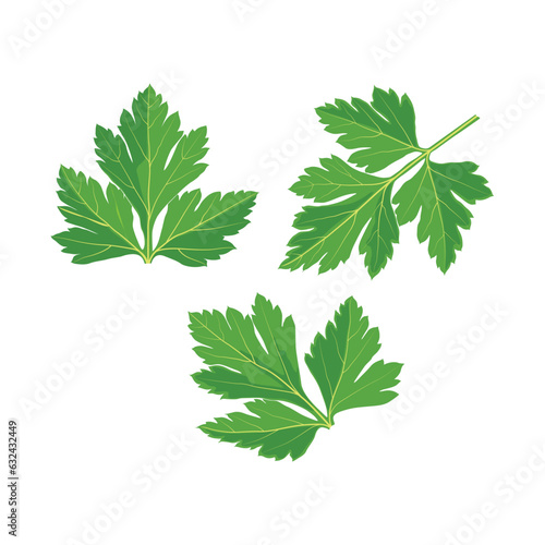 Vector illustration of fresh green plant, nutritious, tasty green parsley. Vegetables herb ingredients in flat cartoon style. Elements for logo, label, clipart, etc.