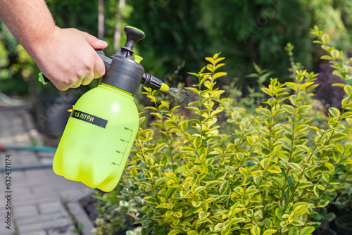 Gardener spraying golden leaves privet with water or insecticides and fungicides from pests of mildew, oidium and others, taking care of new plants. photo