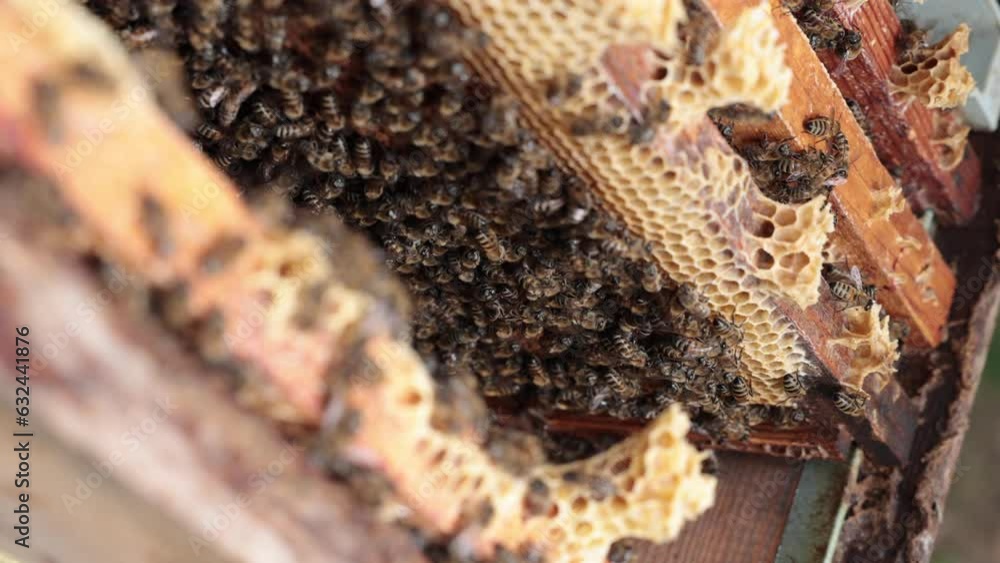 Apiculture or beekeeping 4k vertical video. Bees and honeycombs in the beehive. Beehive vertical view. Selective focus. Apiculture or beekeeping 4k vertical video. Bees and honeycombs in the beehive. Beehive vertical view. Selective focus.