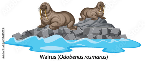 Walrus cartoon on isolated rock island