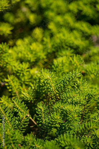 fir texture for Christmas background