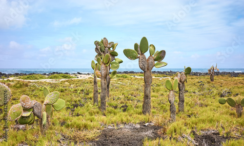 Galapagos Island primeval landscape with Giant opuntia (Opuntia galapageia) on Santa Cruz Island, Galapagos National Park, Ecuador. photo