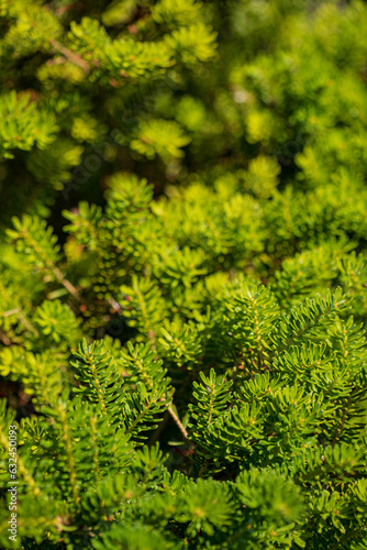 fir texture for Christmas background