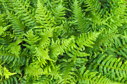 Common centipede or sweet fern, polypodium vulgare, green foliage, top view