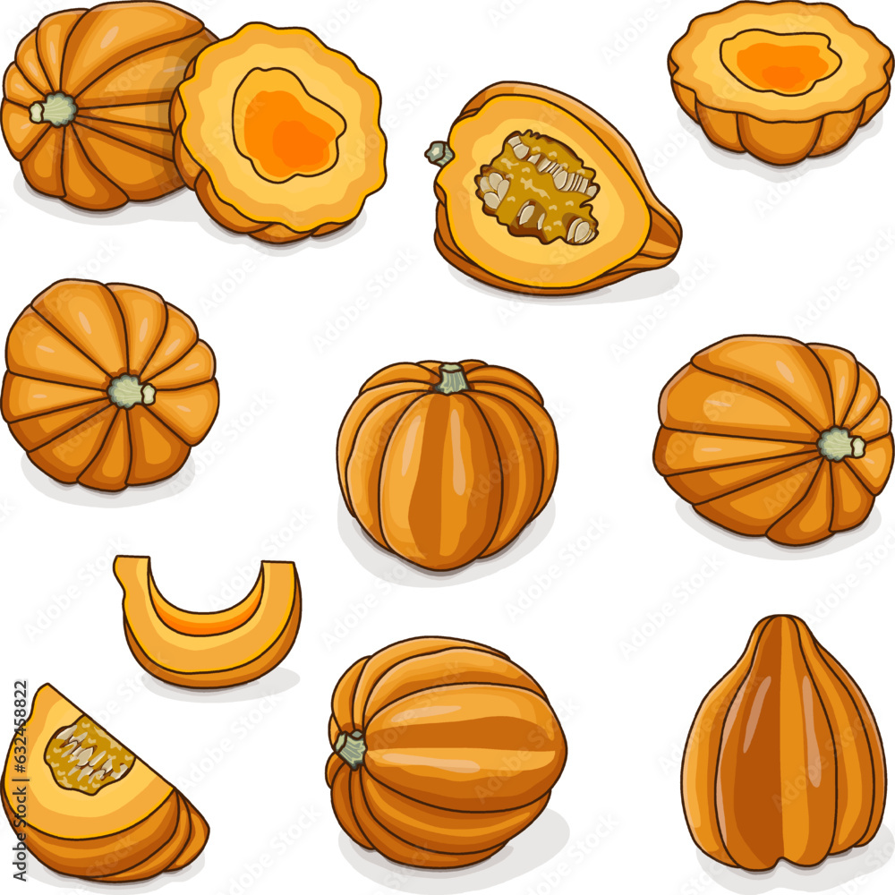 Set of Gold acorn squash or Honey bear squash. Tuffy squash. Winter squash. Cucurbita pepo. Fruits and vegetables. Clipart. Isolated vector illustration.