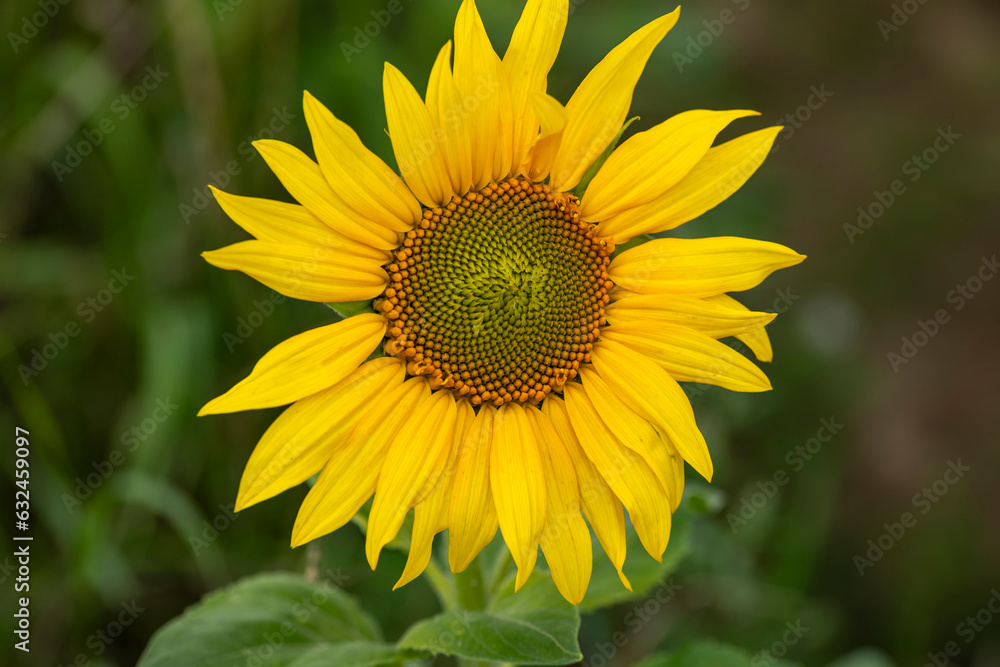 tolle Sonnenblume tolle Sonnenblume
