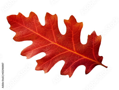 Red autumn oak leaf isolated on transparent or white background, png