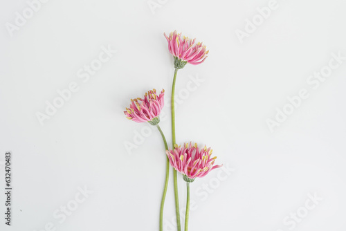 Delicate pink gerbera flowers bouquet on white background. Aesthetic close up view floral composition