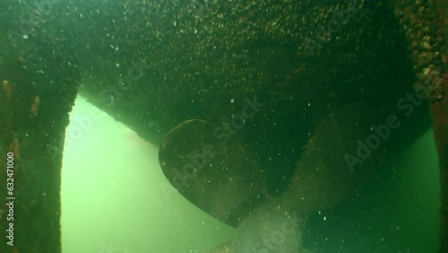 The numerous shells of Zebra Mussel (Dreissena polymorpha) can completely cover the underwater part of the vessel.