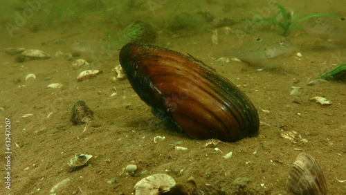 Freshwater Painter's mussel (Unio pictorum), half buried in the ground, close-up.