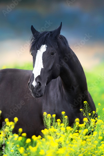 Horse in flowers © kwadrat70