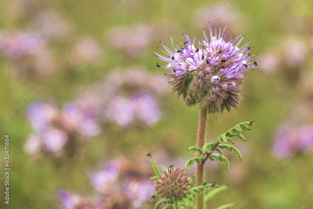 Blue tansy of phacelia flowering plant in cultivated field Blue tansy of phacelia flowering plant in cultivated field