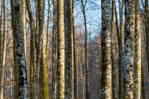 Tall tree trunks in forest, woodland landscape in winter