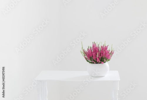 pink and white heather in flowerpot on white background photo