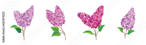 Lilac or Syringa Flowers with Showy Aromatic Blossom on Stem Vector Set