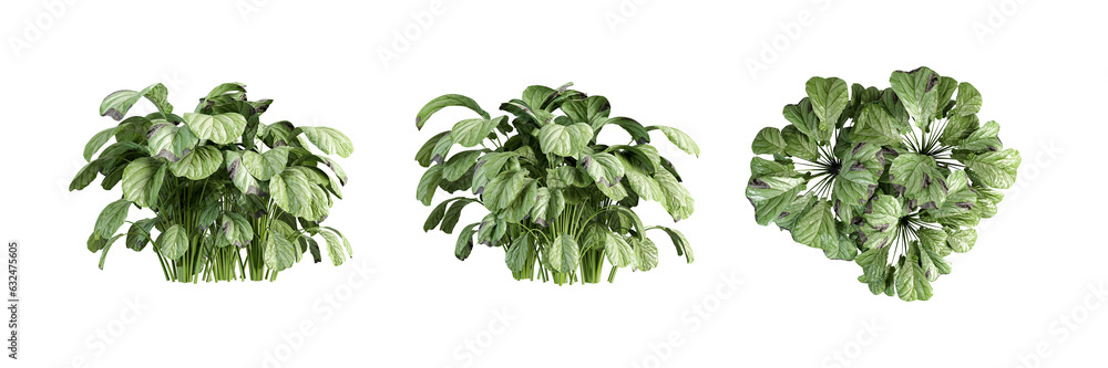 Fototapeta premium Isometric plant in 3d rendering on white background
