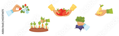 Hands Harvest Ripe and Juicy Agricultural Crops Vector Set