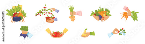 Hands Harvest Ripe and Juicy Agricultural Crops Vector Set