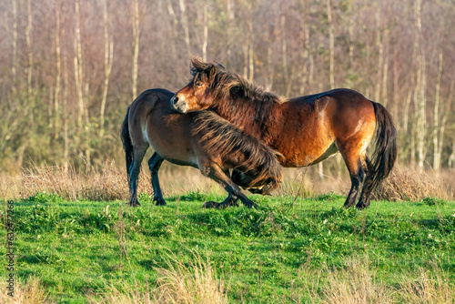 Obraz na płótnie Two fighting wild brown Exmoor ponies, against a forest and reed background. Biting, rearing and hitting. autumn colors in winter. The Netherlands. Selective focus,fight, two animals. w salonie