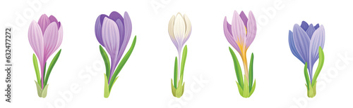 Violet Crocus Flowers with Petal and Green Leaves on Stem Vector Set