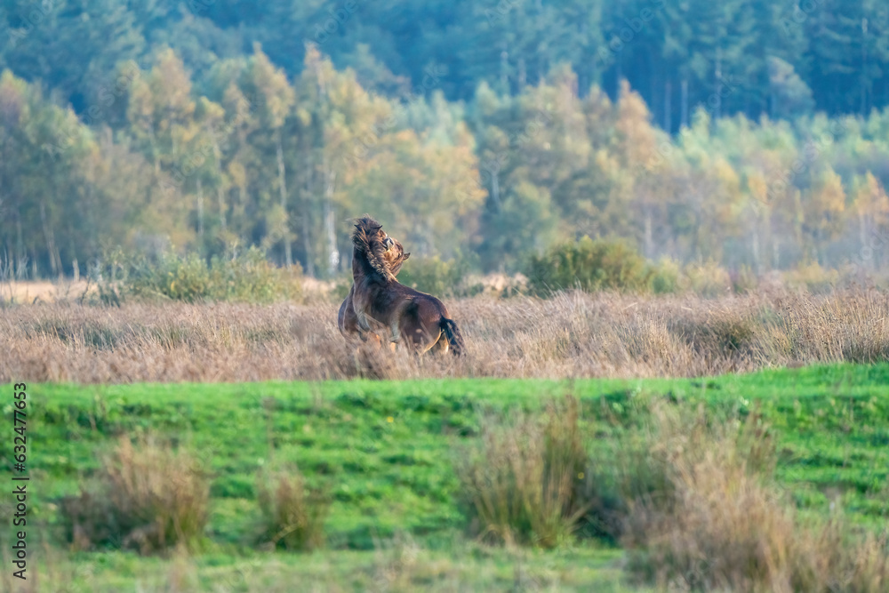 Two fighting wild brown Exmoor ponies, against a forest and reed background. Biting, rearing and hitting. autumn colors in winter. The Netherlands. Selective focus,fight, two animals.