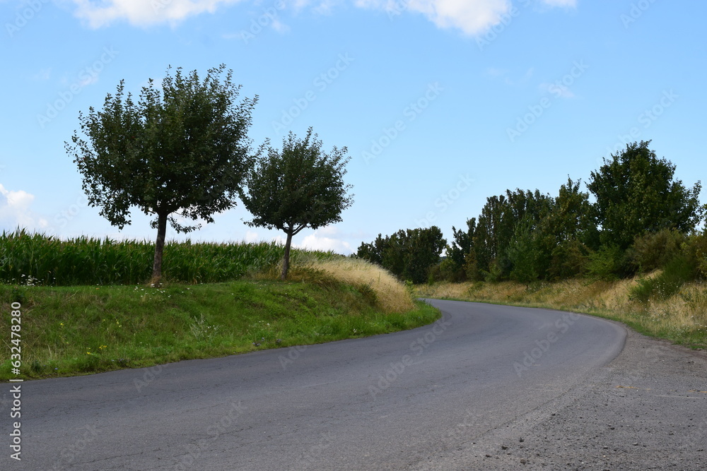 Fototapeta premium rural avenue at a corn field